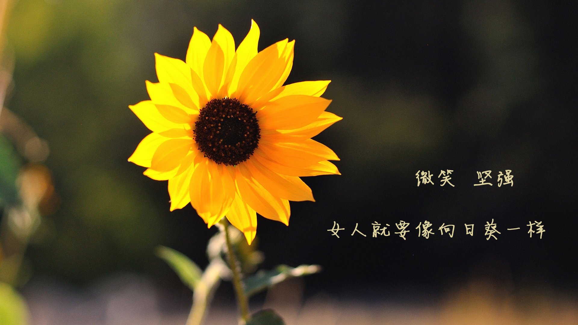 中超联赛引入多语言字幕，国际观众体验提升，中超 文字直播