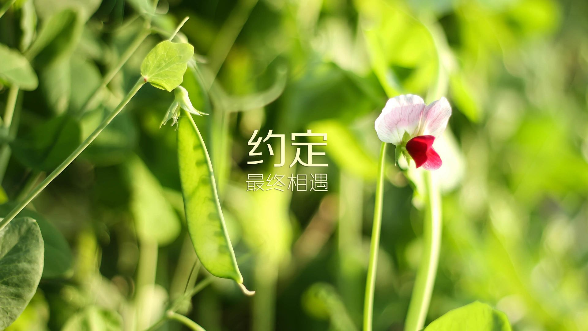 北京北控保持不败，积分排名稳居前列，北京北控是哪个队