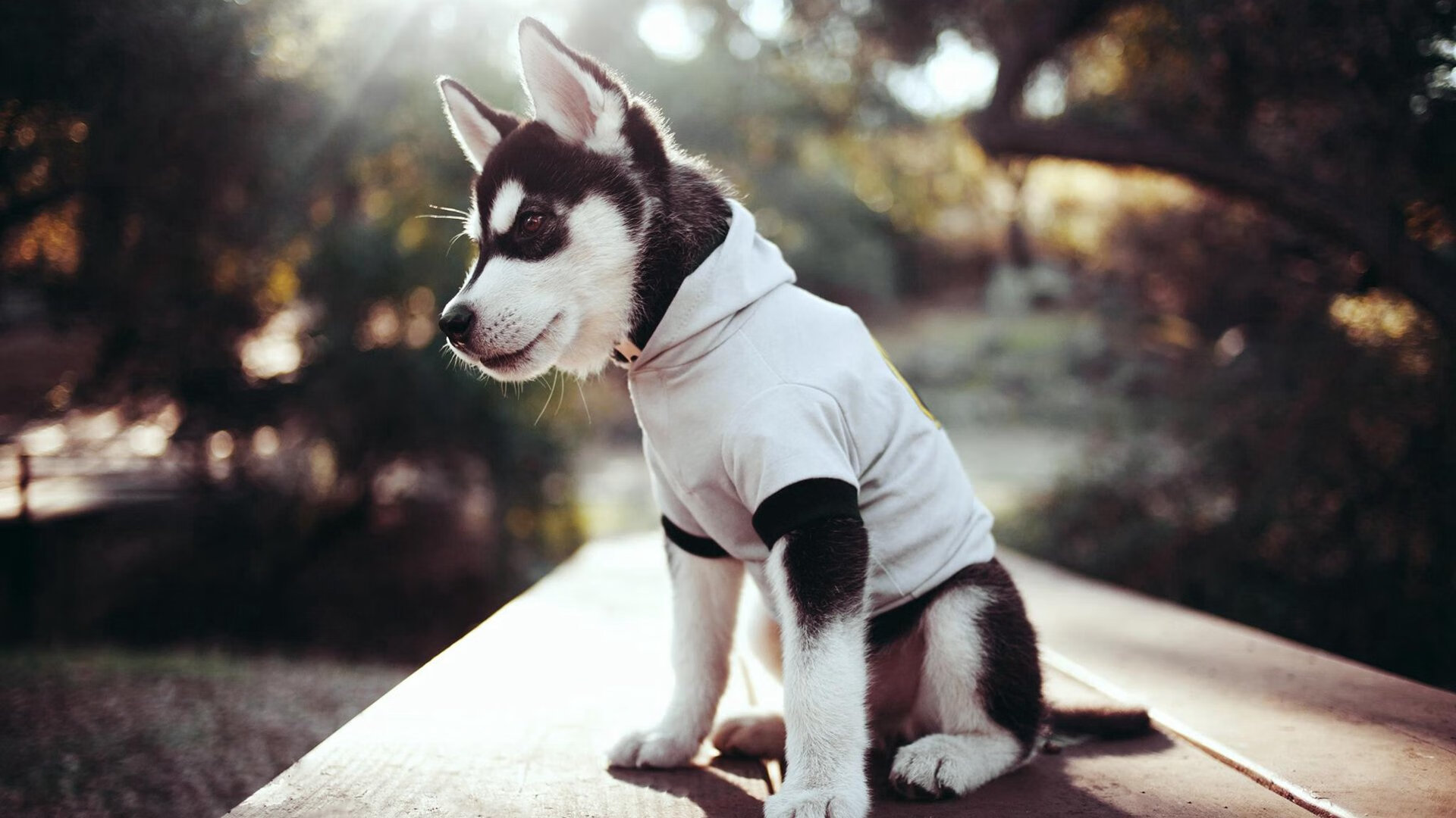 法兰克福高强度拼抢限制对手节奏变化，法兰克福伤停情况