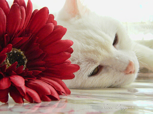 田径项目技术训练日趋科学,田径技术教学的三个阶段
