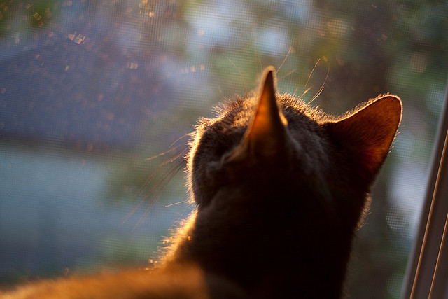 都灵控球占优提高场面稳定性,都灵主场