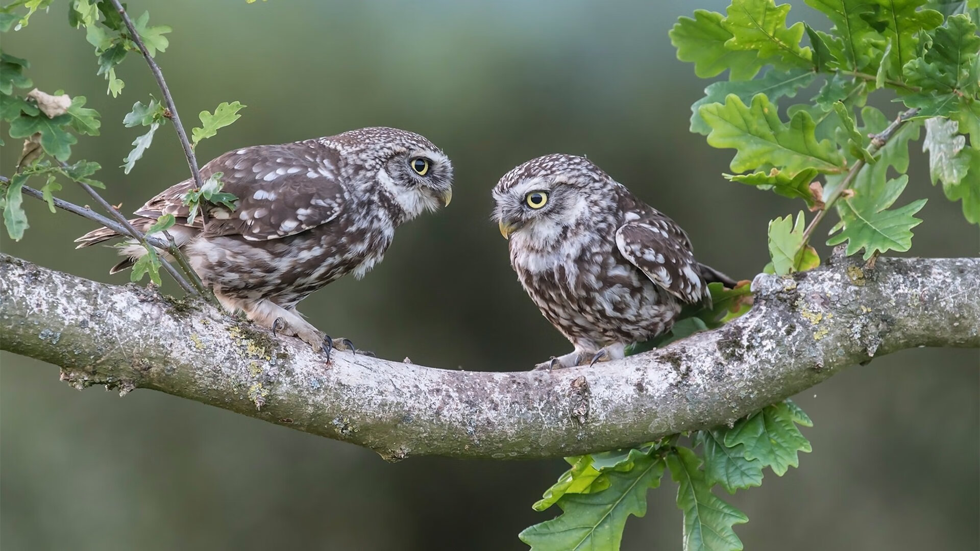 爱游戏在线登录入口-森林狼教练安排趣味游戏放松球员紧张情绪，球队森林狼