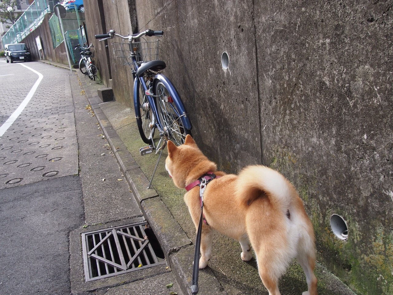爱游戏官方-澳大利亚男队世界杯前景引发热议，澳大利亚男足世界杯历届战绩