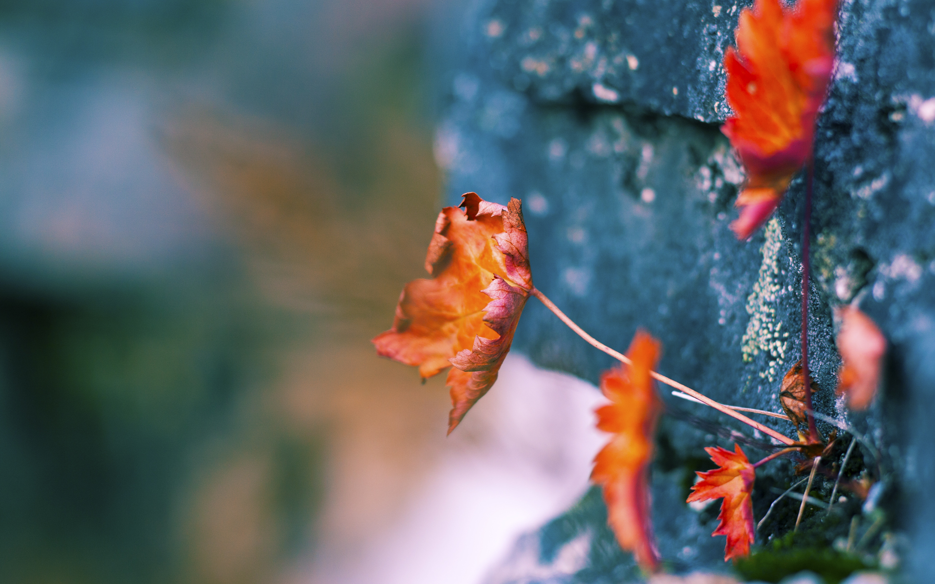 渡边一平刷新个人最佳成绩，渡边淳一百科