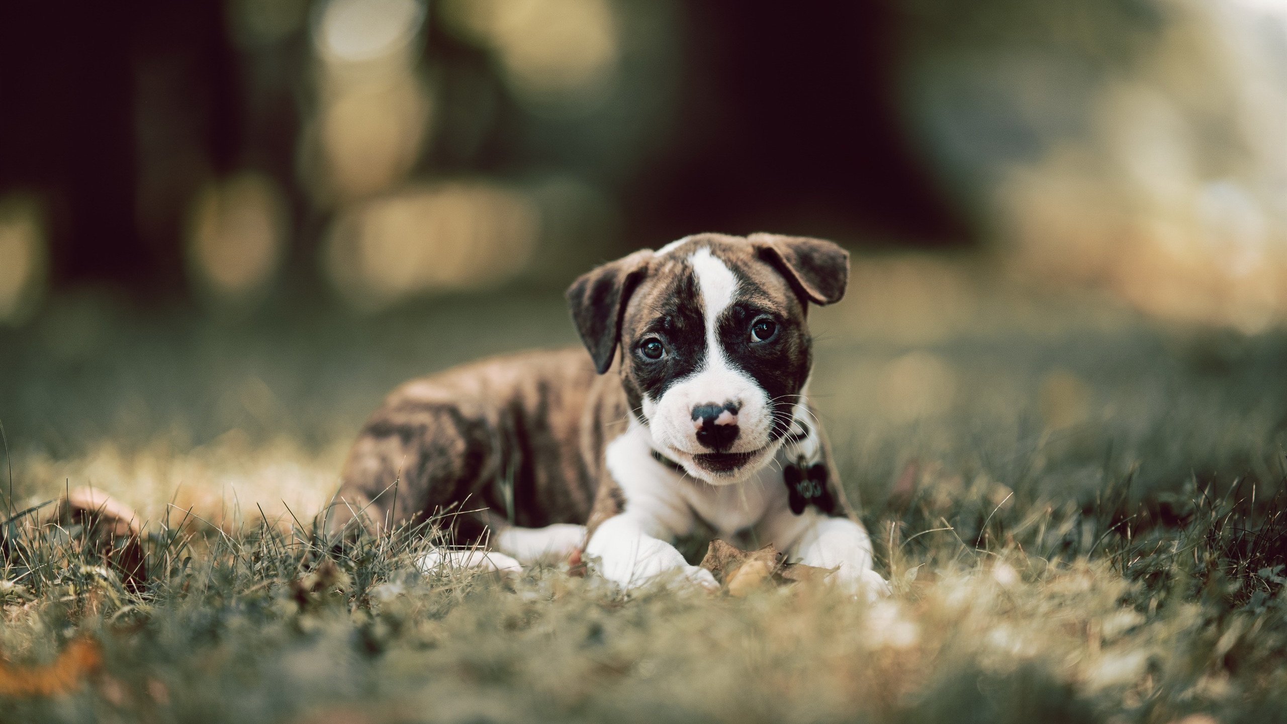 美洲杯火力全开:明星球员精彩表演耀眼全场,美洲 杯