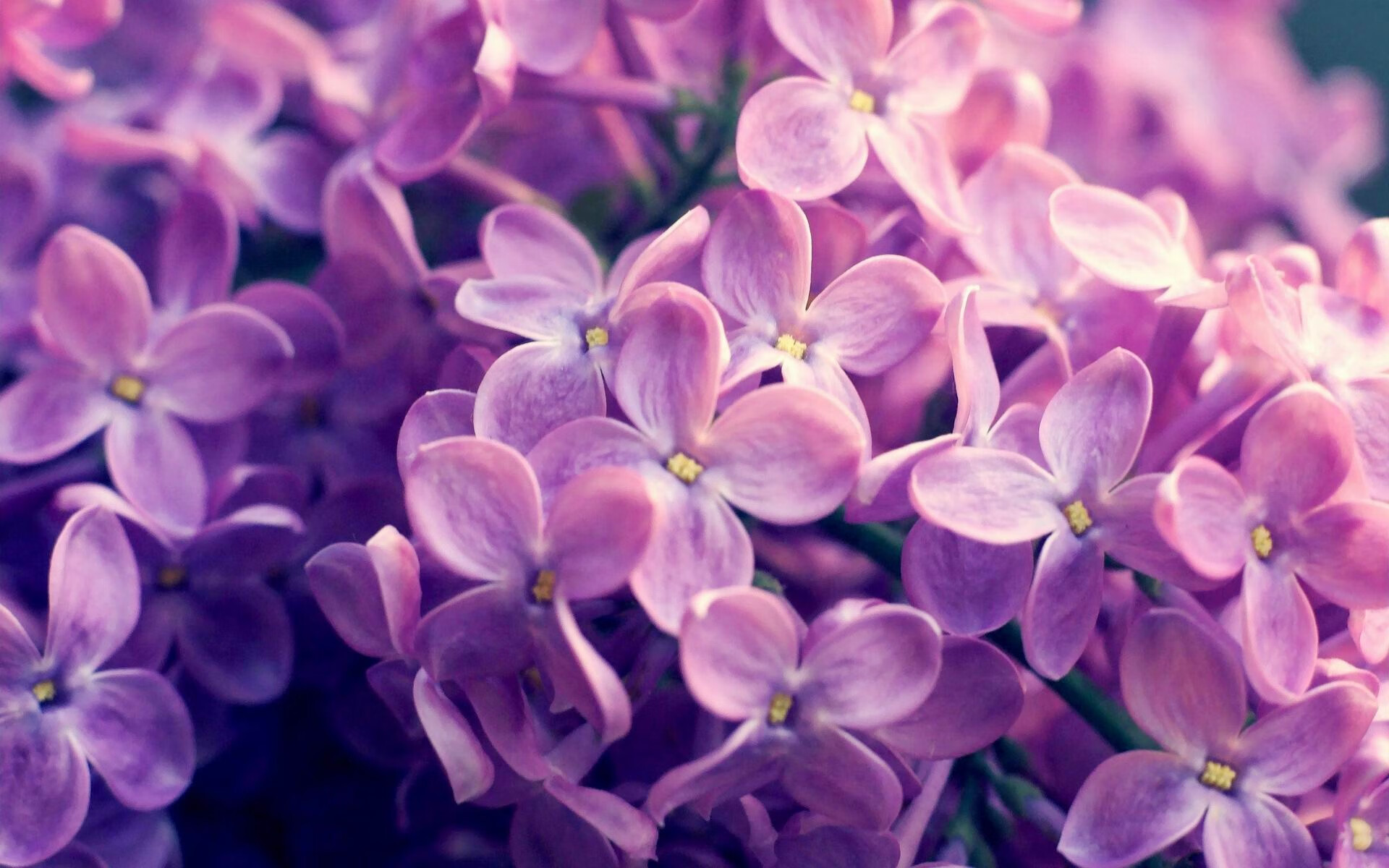 荷兰自由泳短程展现爆发力,荷兰自由泳名将