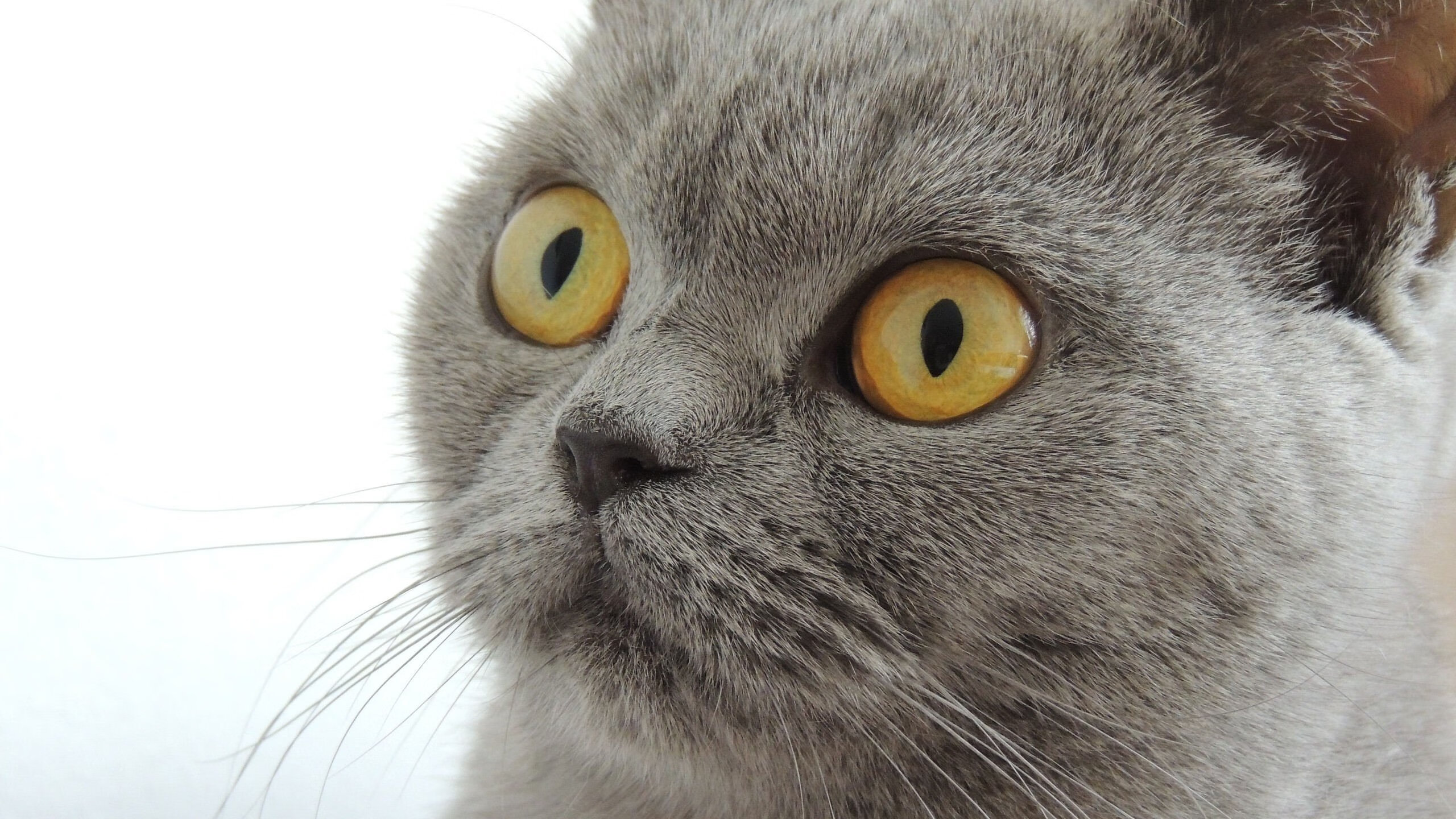 爱游戏综合娱乐-跳水稳定发挥瑞士步入决赛圈，瑞士跳水heimberg